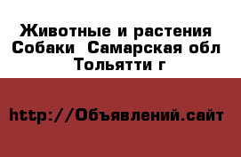 Животные и растения Собаки. Самарская обл.,Тольятти г.